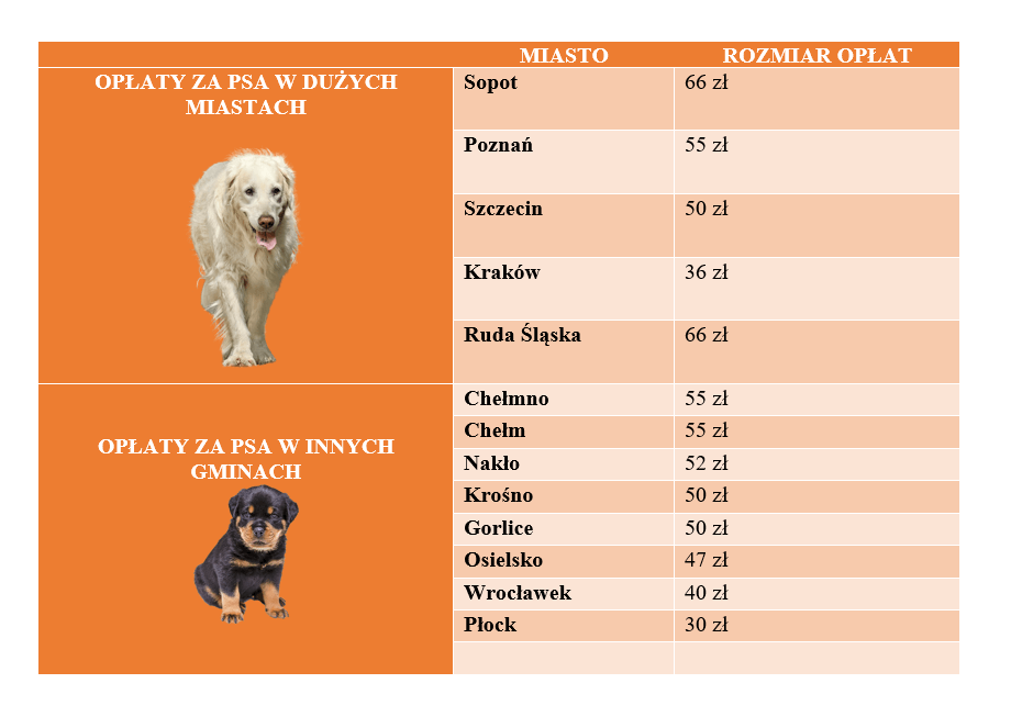 Podatek od psa: czym on jest i ile płacą właściciele czworonogów w Polsce  